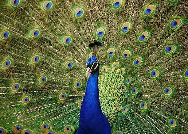 Pavão