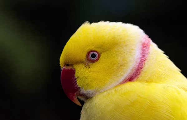 Ring Neck Amarelo
