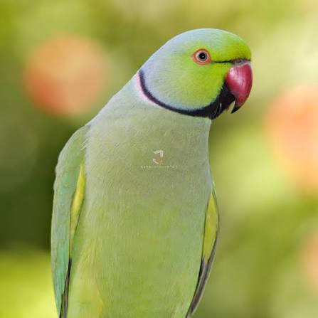 Ring Neck Verde